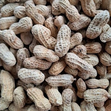 

kacang kulit oven super 500gr