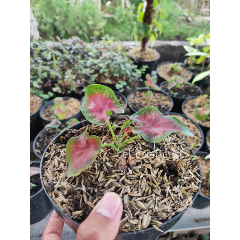 Tanaman Hias Keladi Pink Mini pohon hidup - TitipBibit