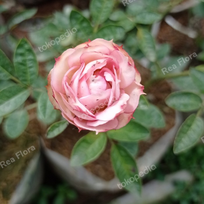 Bunga Mawar Import Snapdragon pohon hidup - TitipBibit