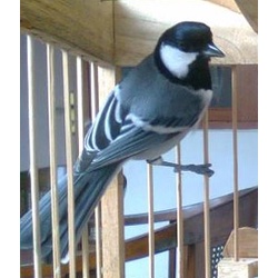 Burung Glatik Batu bahan pilihan