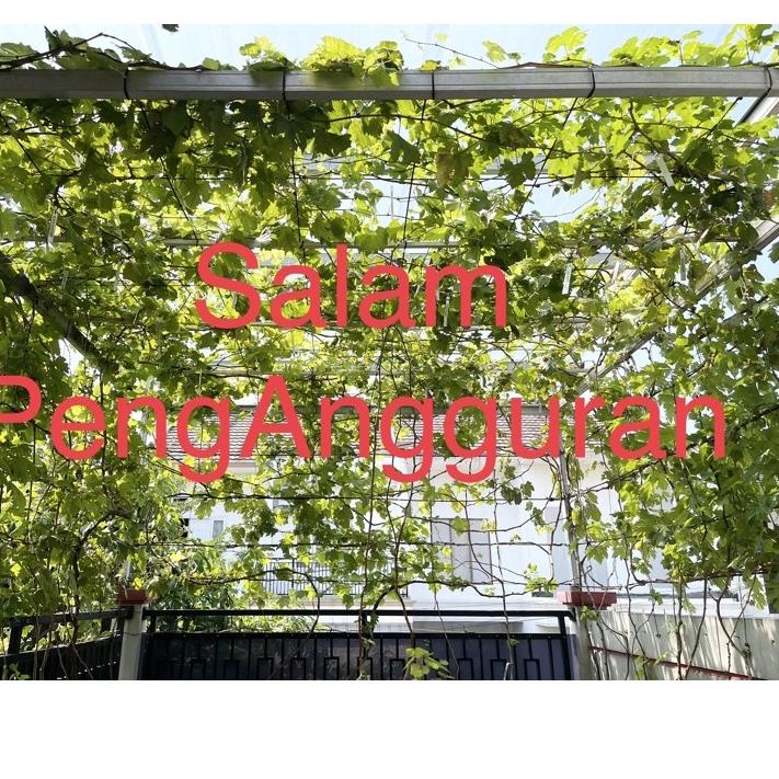 ♕ Entres anggur import per paket ➸