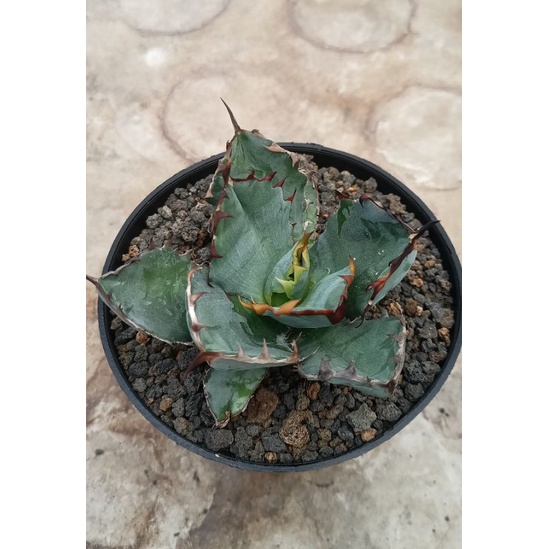 Agave  Titanota Blue Ball