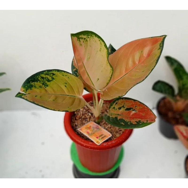 Aglonema sultan Brunei size dewasa