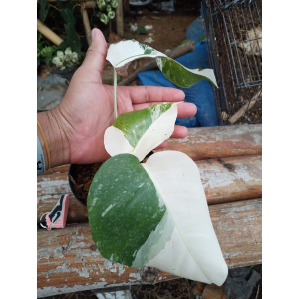 Monstera white tiger