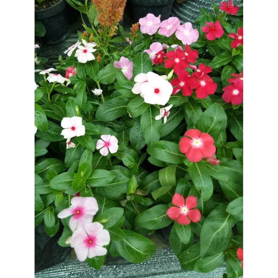 Bibit pohon tapak dara/tanaman hias bunga tapak dara - Pohon Bunga Vinka