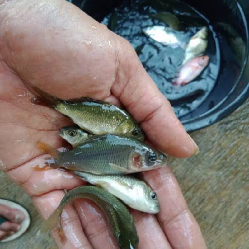 bibit ikan mas konsumsi
