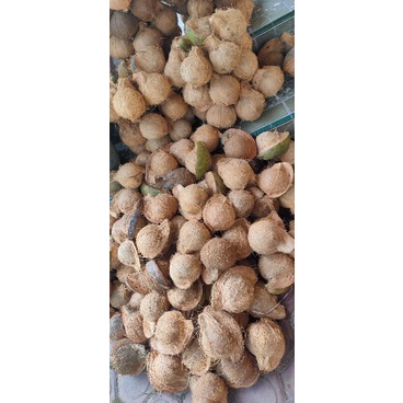 

kelapa tua/kering utuh murah untuk santan, bukan kelapa gading/wulung ya. ini kalapa biasa tidak bertunas