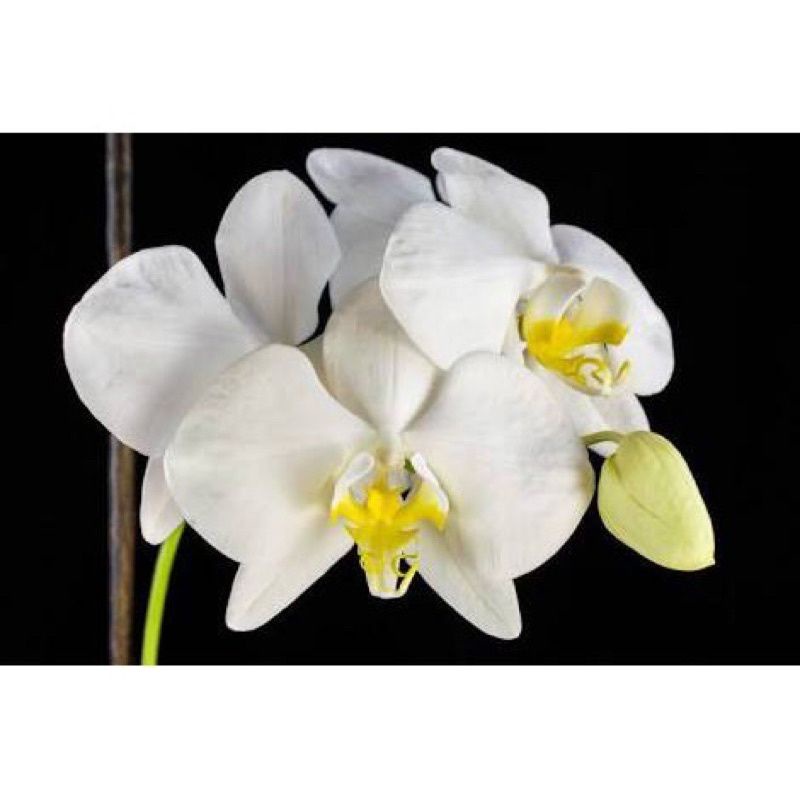 Promo Anggrek Bulan putih Dewasa