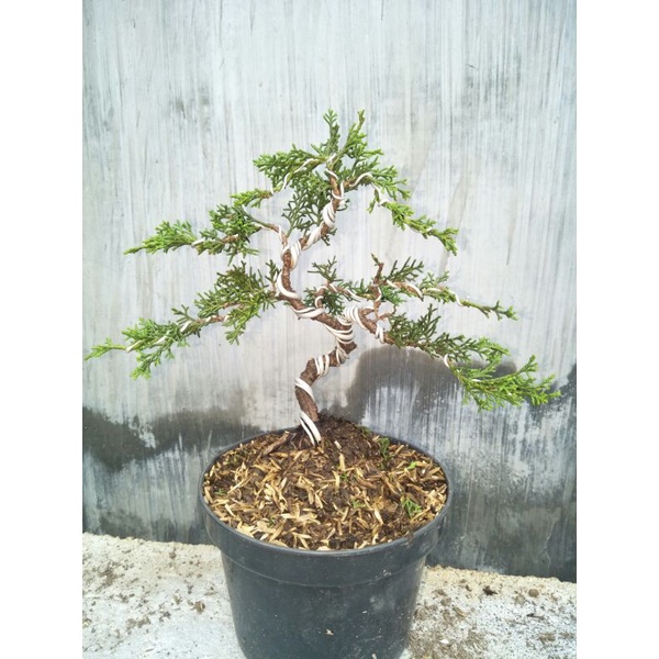 tanaman bonsai cemara sargenti siap pajang - TitipBibit