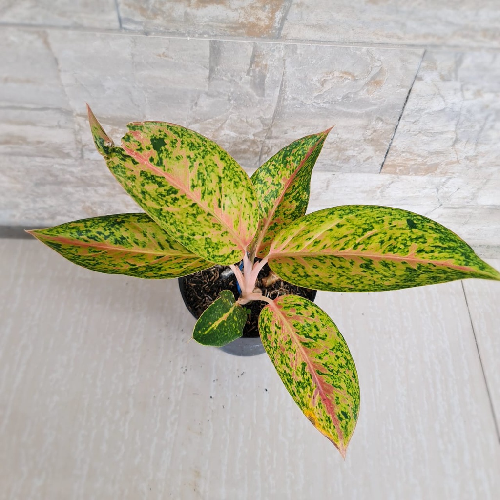 AGLONEMA BIGROY MURAH