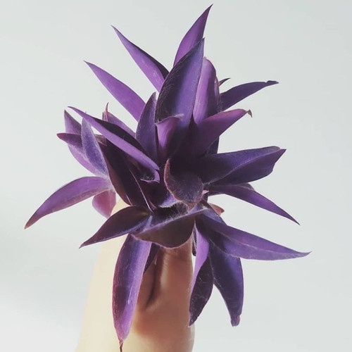 tanaman/pohon hias adam hawa unggu