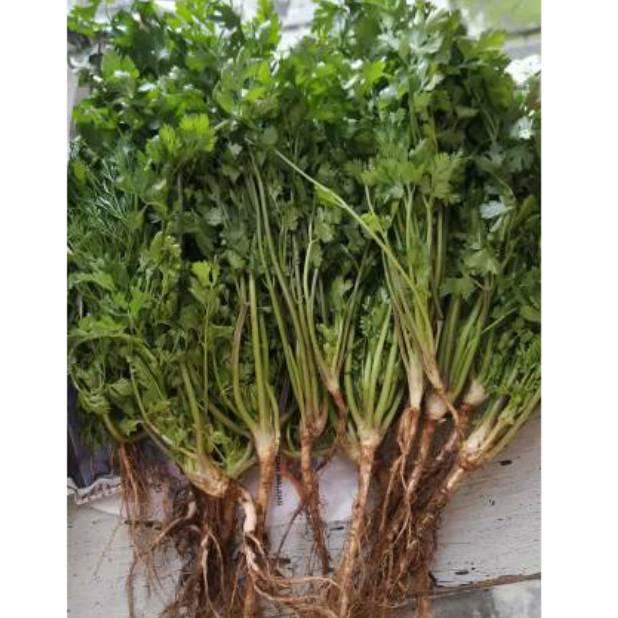 

W95 Daun Ketumbar / Coriander / Wansui Fresh 100 gram BIG DISKON ゼ