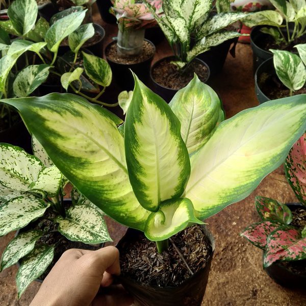 Tanaman Hias Diven Putih Murah - Aglonema Murah