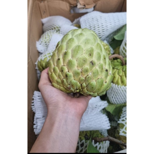 Buah Srikaya Jumbo 1 Kg