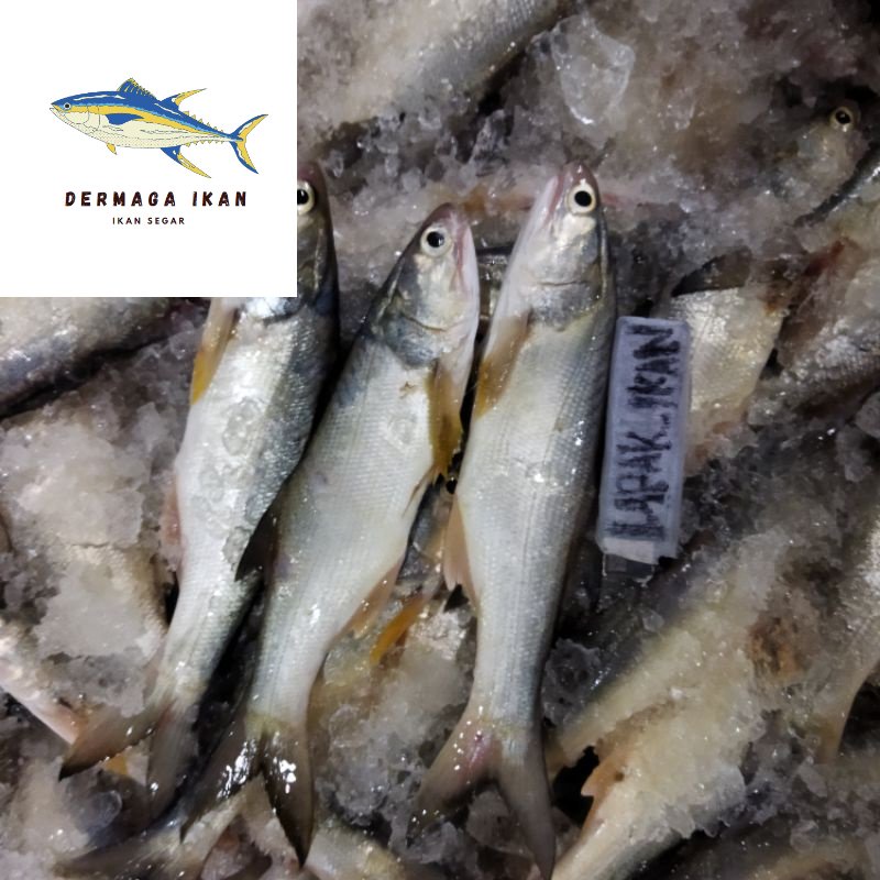 

Ikan Kuro Senangin 1~Kilogram