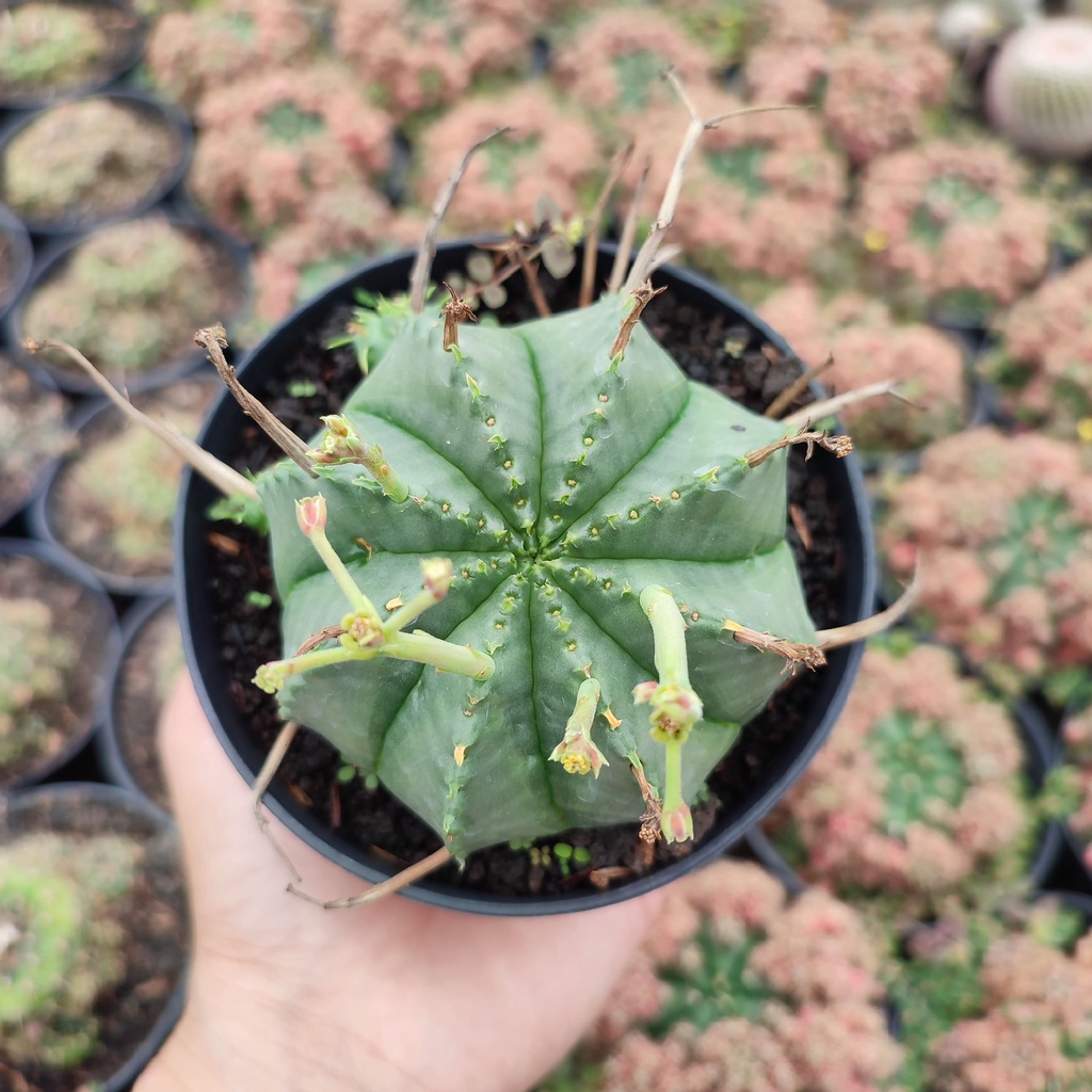 Euphorbia Valida | D 10 Cm | Kaktus