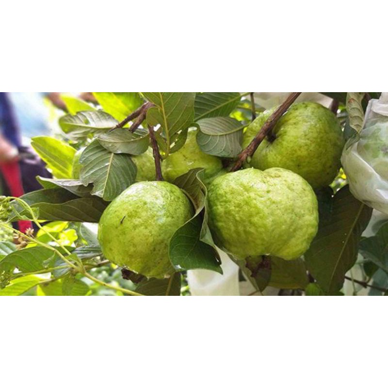 

Jambu biji putih obat 250gram