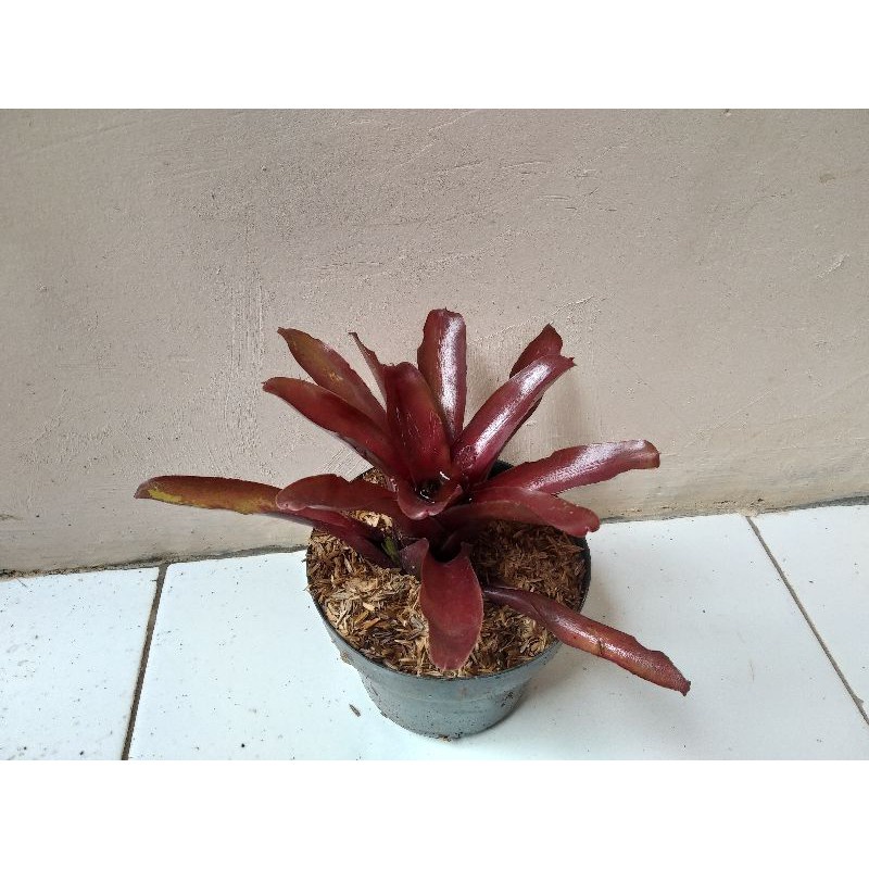 TANAMAN HIAS / BUNGA HIAS /BROMELIA /MERAH/MAWAR pohon hidup - TitipBibit