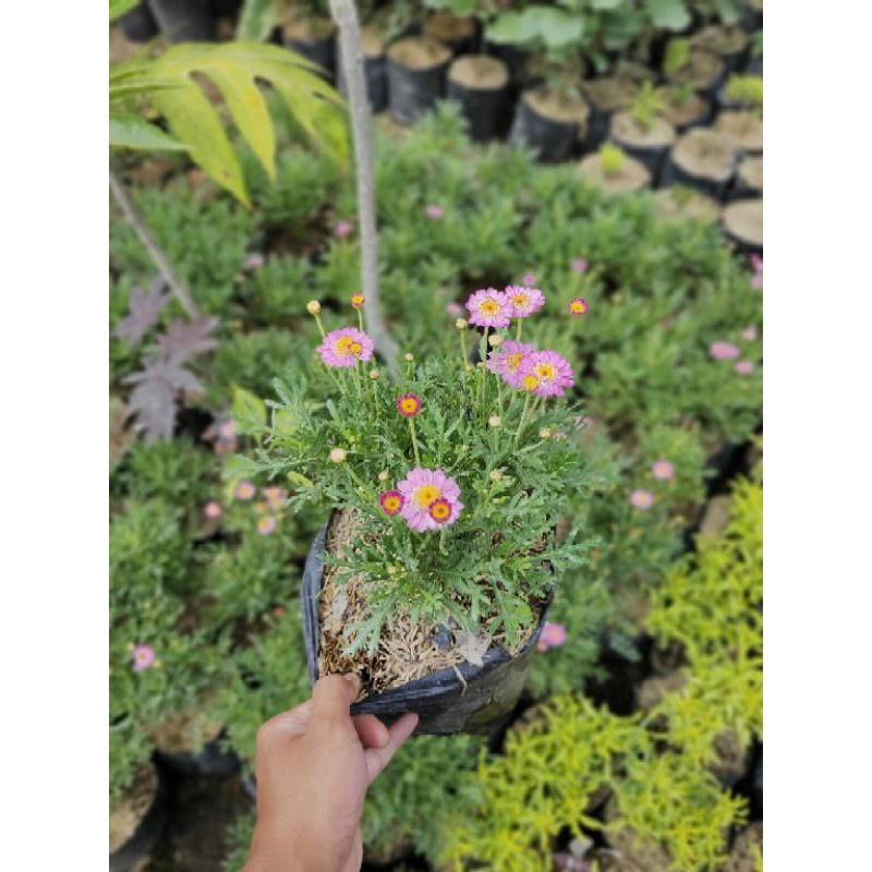 Tanaman Hias Kenikir Cosmos Daisy / Kenikir Pink Pohon Hidup - TitipBibit