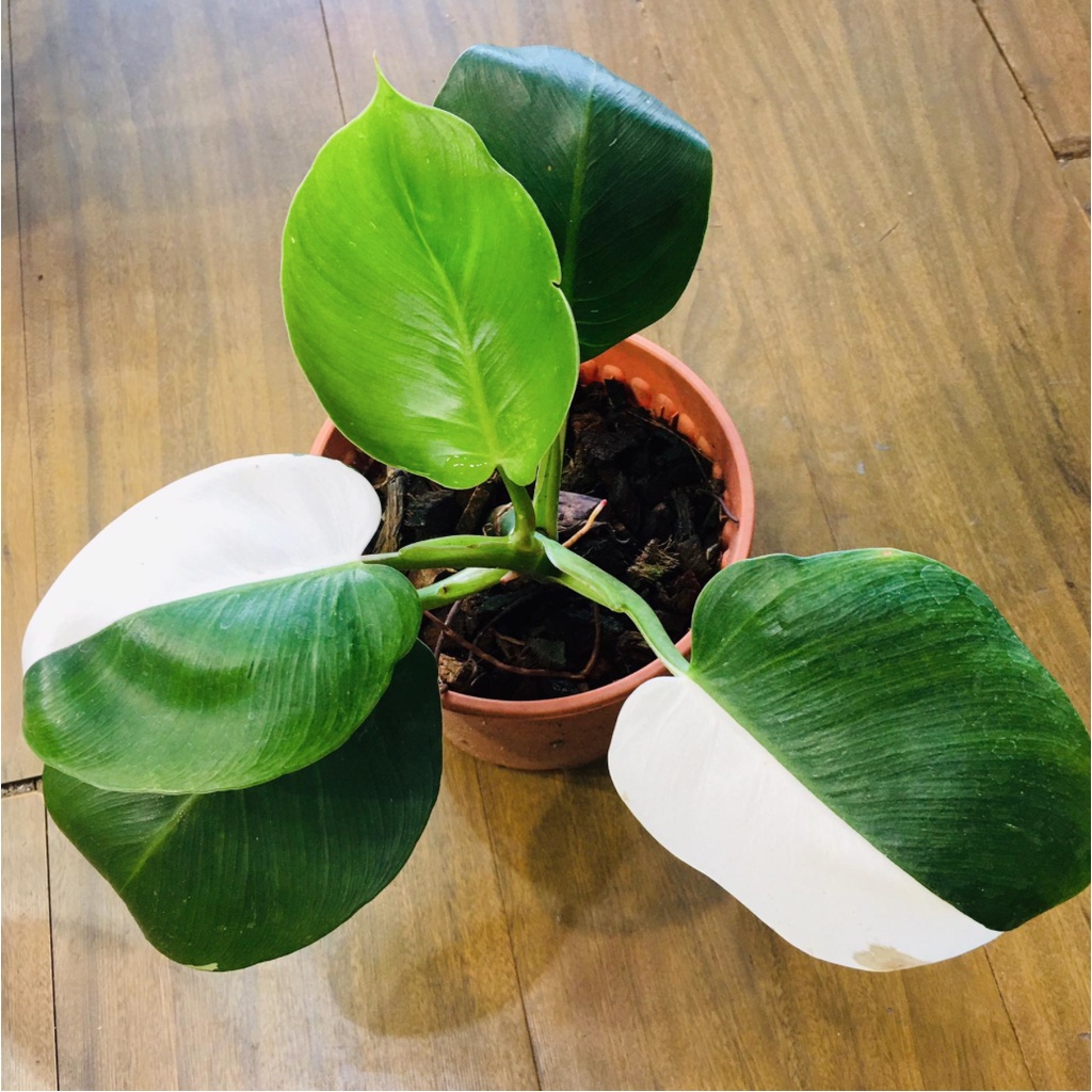 Philodendron White Wizard / Philo White Wizard