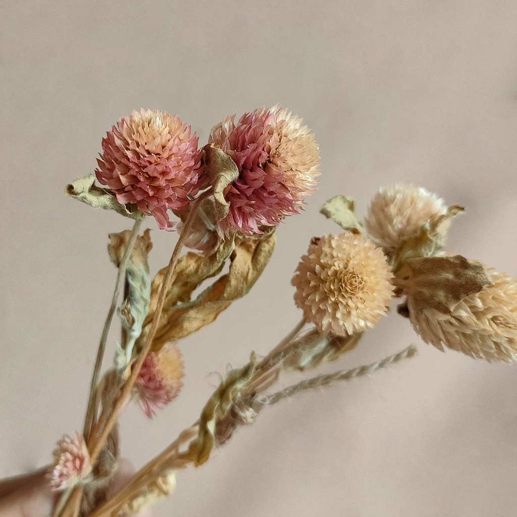 Dried Flower Gomphrena Bunga Tangkai Kering Asli Import Hias Dekorasi Rumah