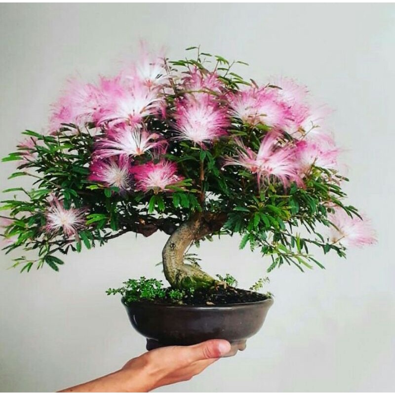 tanaman bahan bonsai kaliandra prospek mudah di bentuk  - TitipBibit