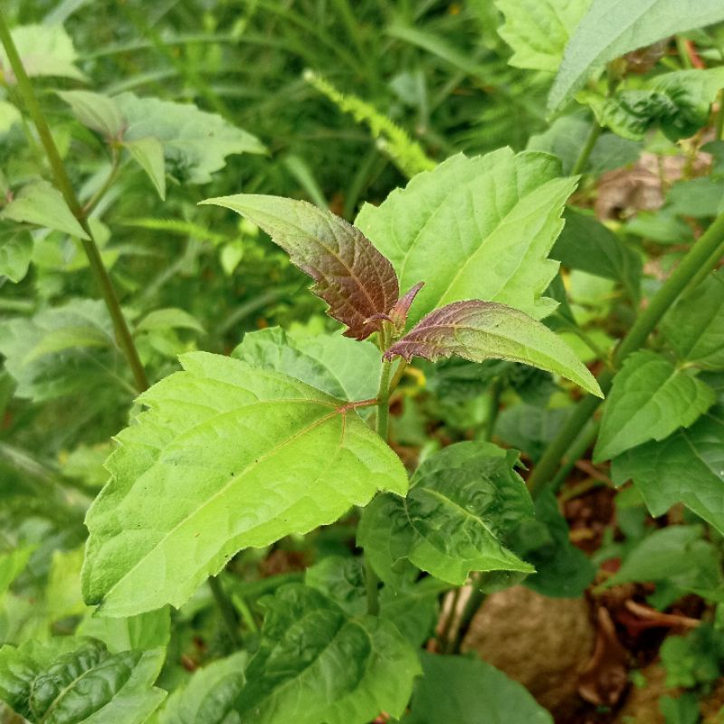 

Daun Kirinyuh Kopasanda Yakon Balakacida Insulin Perhelai Daun