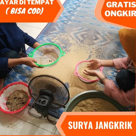 Terbaru agen jual telur jangkrik alam kualitas super 100 gram