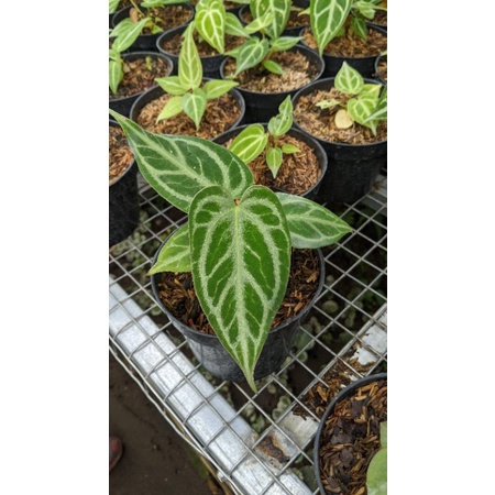 kuping gajah silver blush - tanaman kuping gajah silver - anthurium silver - Florista javanica