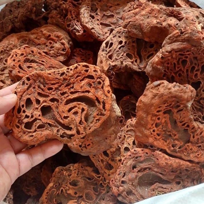 

➦ Sarang Semut Papua Asli 500gr ֍