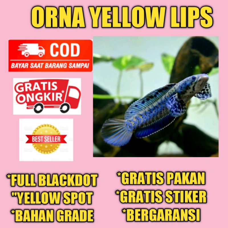 chana baby orna yl bahan jos full dot yellow spot kwalitas oke