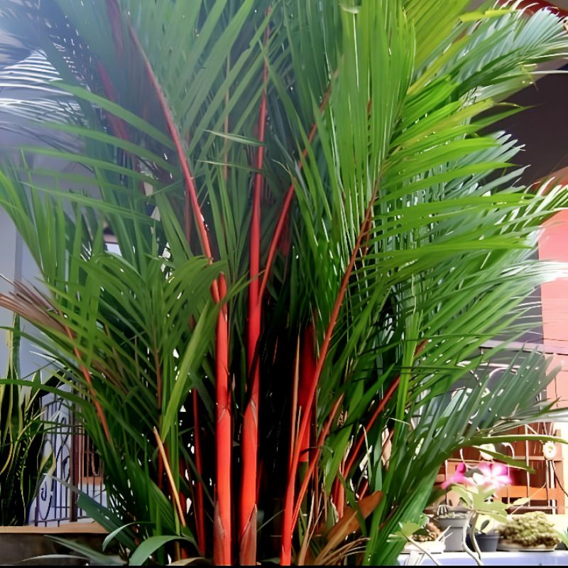 Bibit Tanaman Pohon Palem Merah Hiasan Taman Siap Tanam