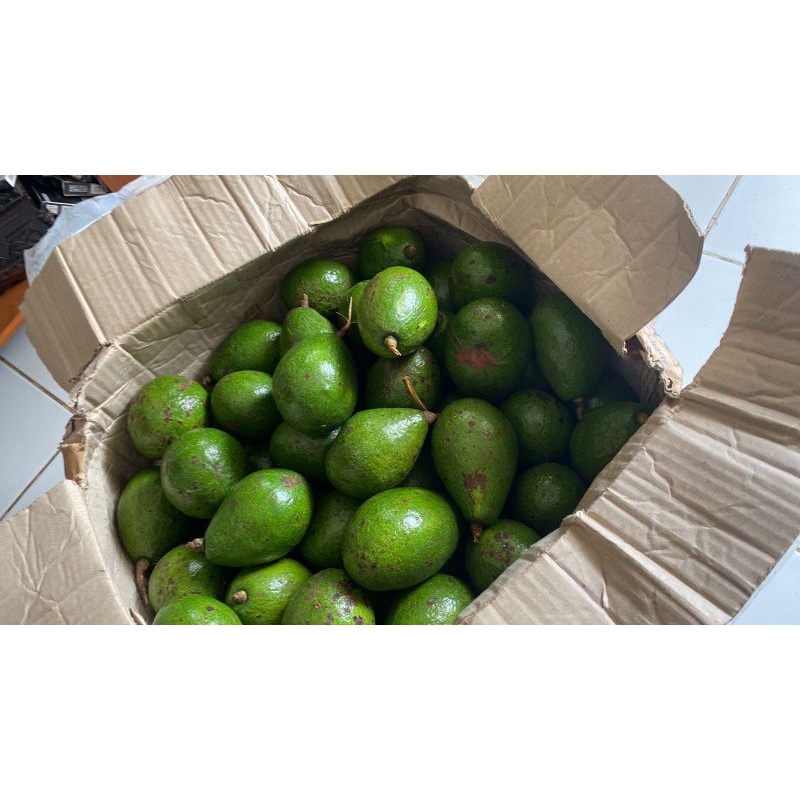

alpukat 10kg