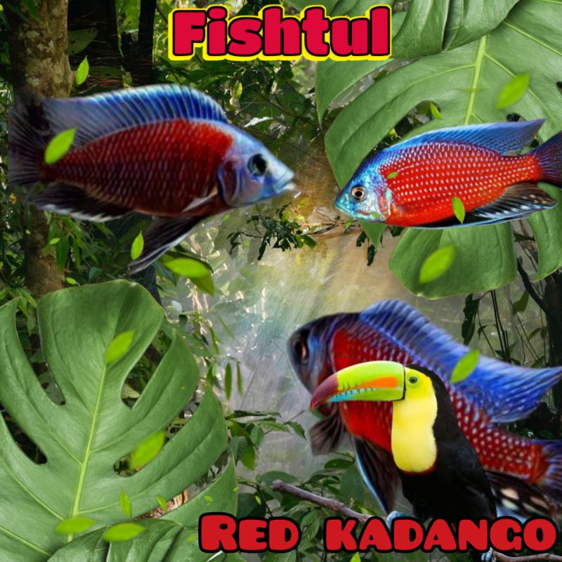 Cichlid Red Kadango