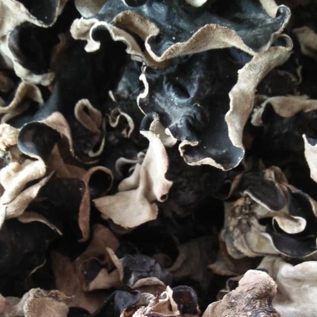 

N89 Jamur Kuping Kering 100 Gram Kualitas Super Grade A TREND ↗