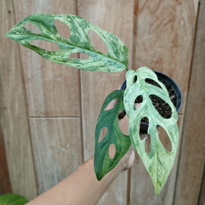 Bunga Hidup Monstera Adansonii Variegata (3 DAUN)