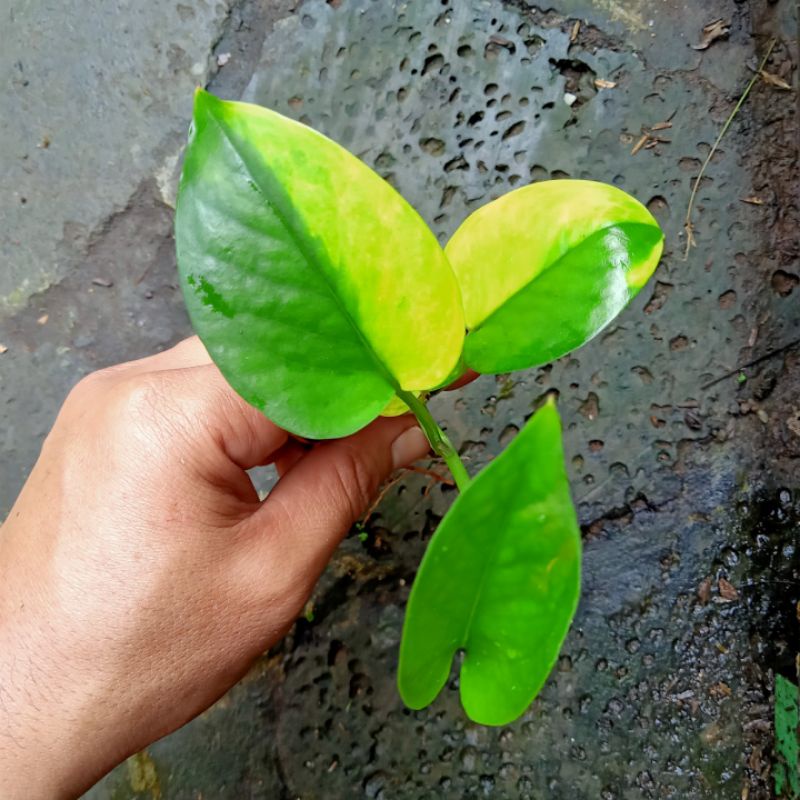 Tanaman Aquascape Aquarium Paludarium Sirih Gading Variegata