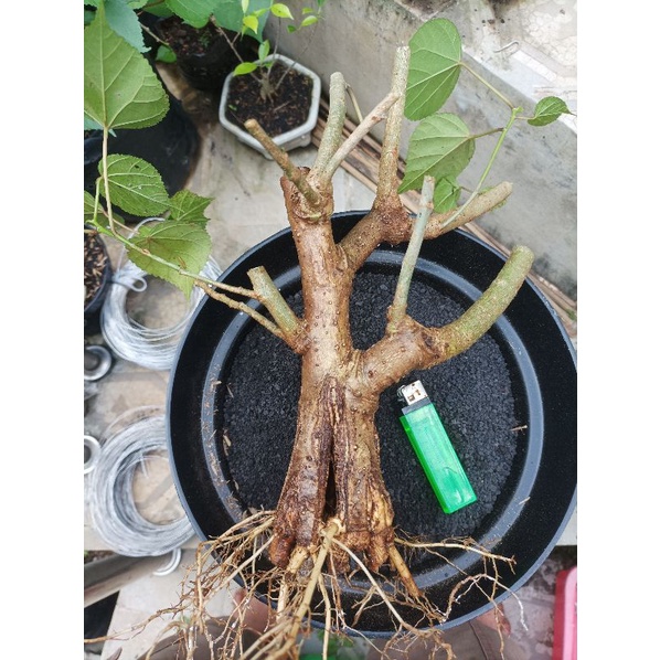 BAHAN BONSAI WARU THAILAND WARU INDIA WARU MERAH WARU VARIGATA