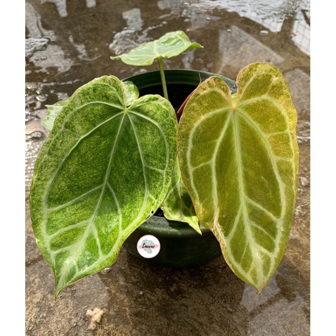 Anthurium crystallinum mint variegata