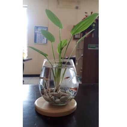 D95 (Garansi) Paket Aquarium mini Ikan Cupang | Gelas Cupang dan hiasan dan tatakan | Gelas Bubble B