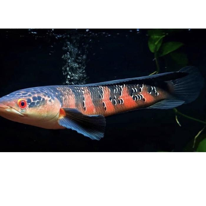 Berani Coba?️ [Free] Ikan Chana Red Barito 2-6 cm full pelet |Stock terbaru|Termurah|Diskon Besar