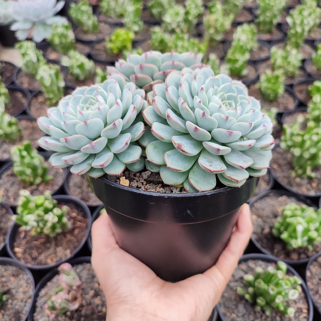 Echeveria Minima Cluster | DP 12cm | Sukulen