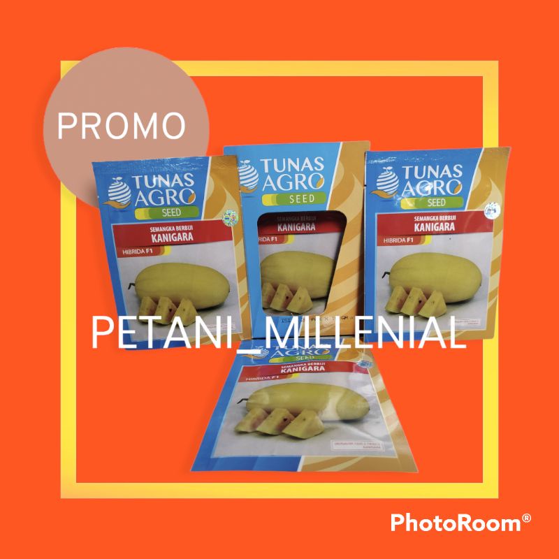 BENIH BIBIT SEMANGKA INUL KUNING KANIGARA