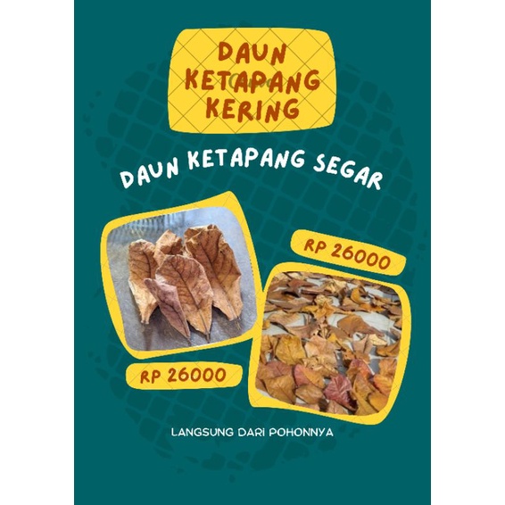 Daun ketapang ORIGINAL Daun Ketapang Ketapang daun Ketapang kering daun cupang daun Ketapang cupang 