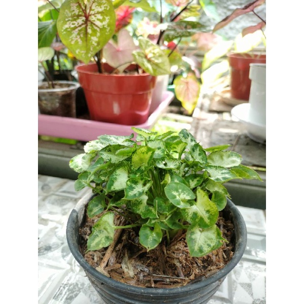 Syngonium mini liliput