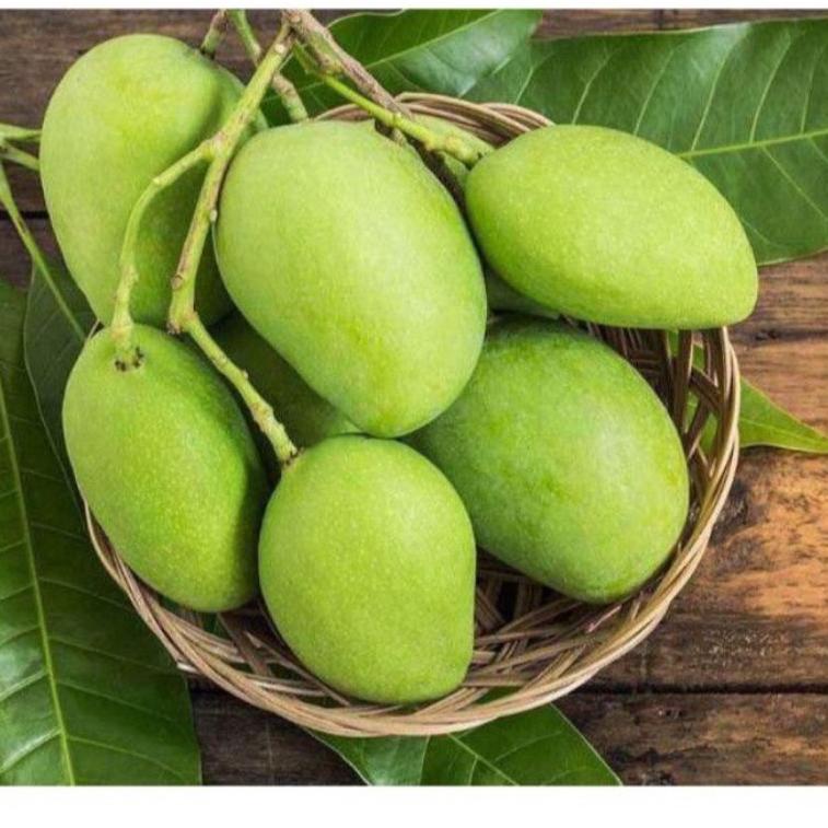 

E78 buah mangga muda segar untuk rujak 500 gram PRODUCT TERLARIS ヂ