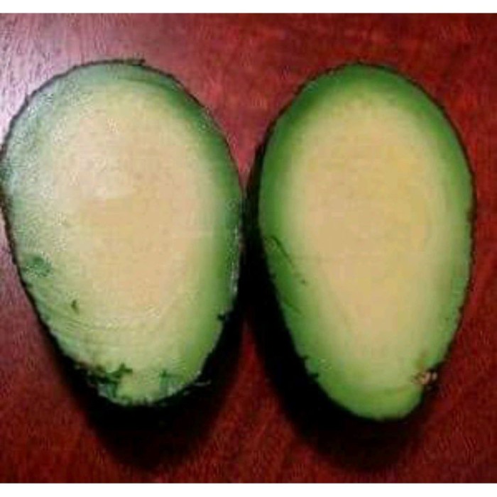 bibit tanaman buah apukat tanpa biji okulasi benih pohon di dalam pot sukses