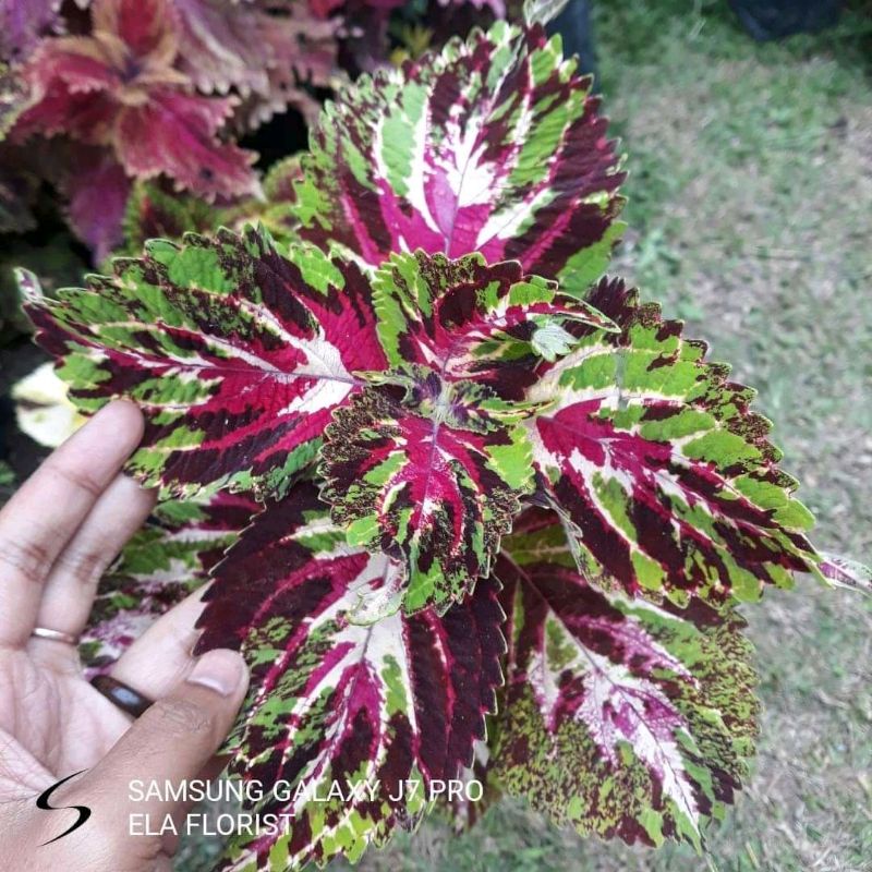 Miana Batik Betawi Berakar (hanya melayani pengiriman pulau jawa) minimal order 60 ribu bebas berbag