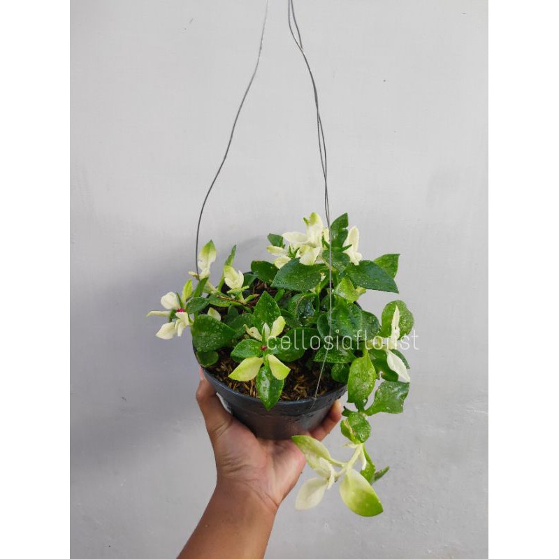 Tanaman Hias Gantung Hebras Rambat / Atpenia Baby Sun Rose Variegata - TitipBibit