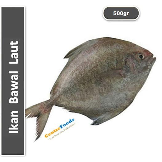 

Ikan Bawal Laut - Hitam Fresh | 500gr [ Harga Per 0,5 Kg ]